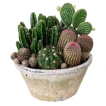 набор из кактусов в горшке